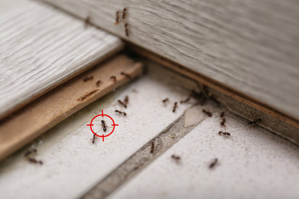 Best Bed Bug Extermination  in Garden Home Whitfd, OR
