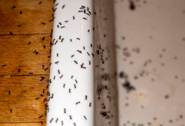 Bird Control in Garden Home Whitford, OR